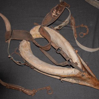 Konjska orma - komoć